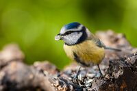 Am Futterplatz im Garten
