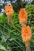 Flora und Fauna Irland